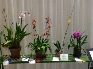 Marty Cokin's Orchids