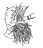 Clumping Roots