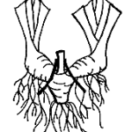 Rhizome Root