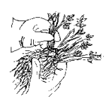 Spreading Roots - Small
