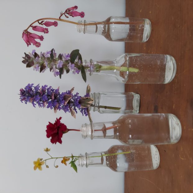 Photography Awards – April, 2021 // Shippan Point Garden Club